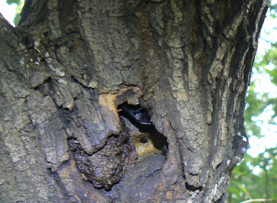 やなぎの枝先_幹を辿ってさらに降りた洞 コクワガタ1♂_2021年7月11日14時50分_気温33度